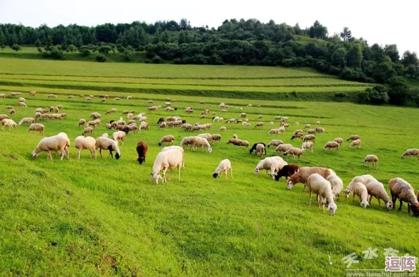 米蕾娜的牛奶牧场v1.0:丰收时节的独特体验与挑战 米蕾娜的牛奶牧场v1.0:丰收时节的独特体验与挑战
