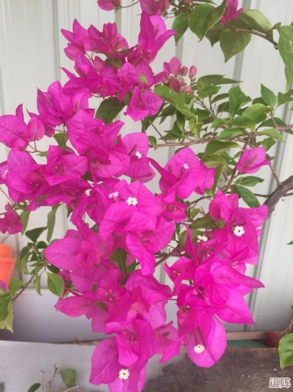 繁殖季节7.1汉化手游：网友评价称其画面精美玩法独特，是值得一试的佳作！