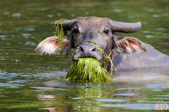 国外老牛吃嫩草的代表人物:他与小自己20岁的女友甜蜜约会,频频被拍到牵手逛街,引发网友热议! 国外老牛吃嫩草的代表人物:他与小自己20岁的女友甜蜜约会,频频被拍到牵手逛街,引发网友热议!