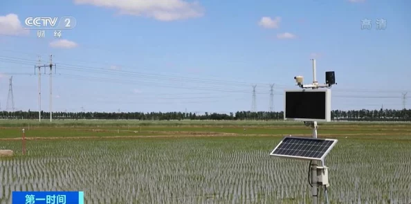 夫妻间100间插秧法人民网：提升水稻种植效率，促进农业现代化发展新模式分享